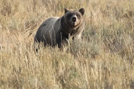 Hiker Assaulted by Grizzly in National Park Flown to Hospital