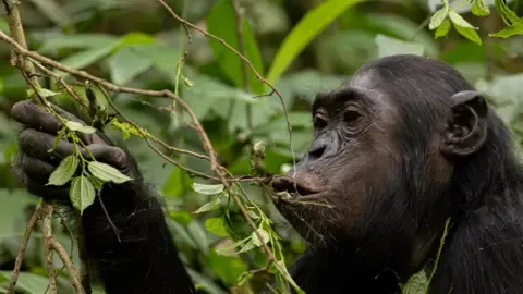 Chimpanzees Consuming a Daily Dose of an Alcoholic Beverage Each Day from Ripe Fruit, Research Shows
