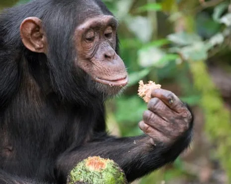 Chimpanzees Ingest Everyday Alcohol Equivalent to a Beer from Ripe Fruit