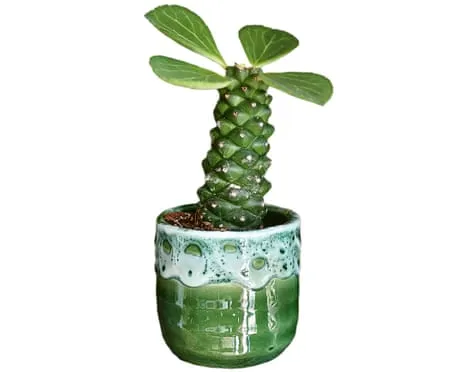 Can My Euphorbia Ritchiei Ever Grow Leaves Back?